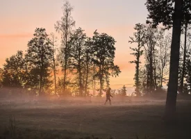 Pinewood tilbeh&oslash;r